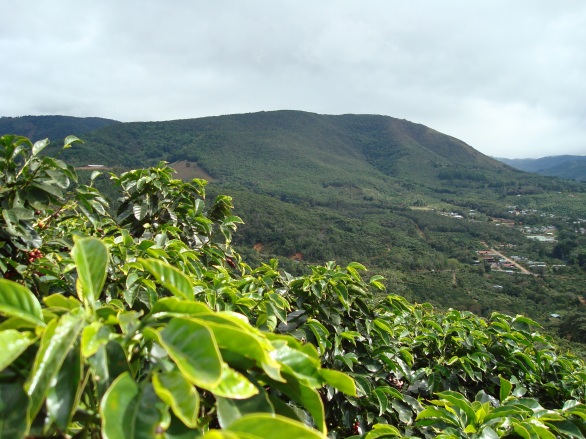 Coffee-farm-san-marcos-tarrazu-costa-rica.jpg